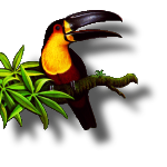 toucan